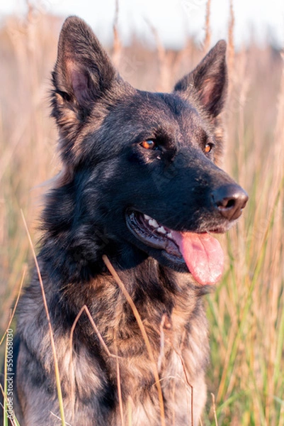 Obraz german shepherd dog 