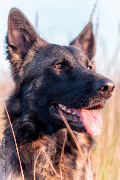 Obraz german shepherd dog 