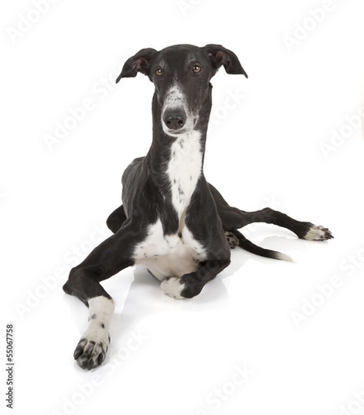 Fototapeta greyhound