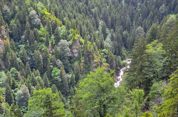Fototapeta pine tree in the mountains
