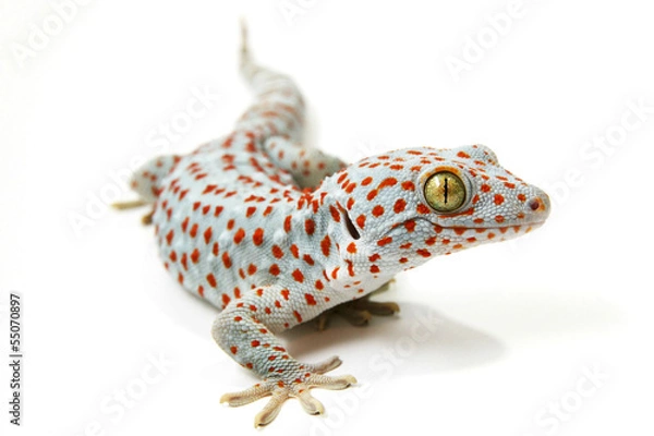 Fototapeta Tokay Gecko
