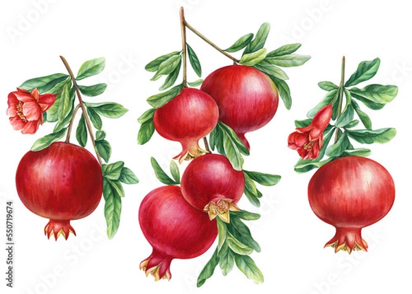 Fototapeta Branch with pomegranate, leaves and flowers. Watercolor illustration. Set Hand drawing fruits.