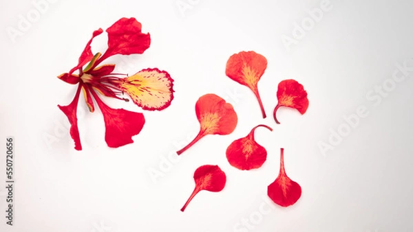 Fototapeta Poinciana regia or Delonix regia flowers isolated on white background. The most common names are: royal poinciana, flamboyant, acacia rubra, phoenix flower, flame of the forest, or flame tree