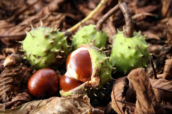 Fototapeta kasztany