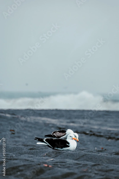Fototapeta Gaviotas sentadas en la playa con arena gris y olas reventando al fondo