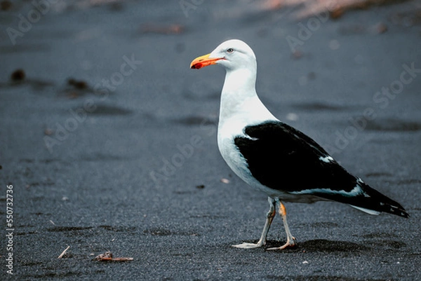 Obraz Gaviota de pie caminando en la arena gris y fría