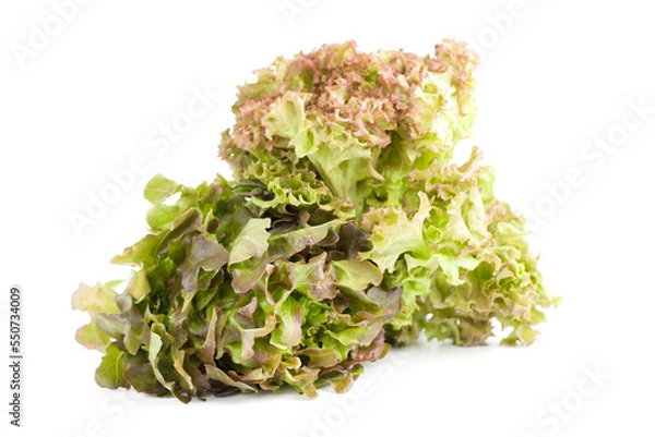 Obraz Fresh red oak lettuce on white background.