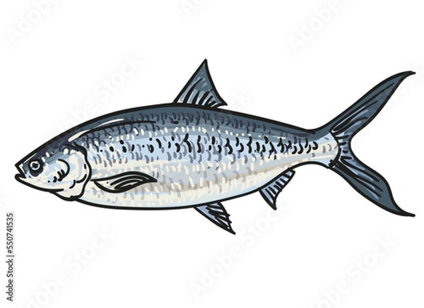 Fototapeta hand draw fish collection background element set vector illustration clip art