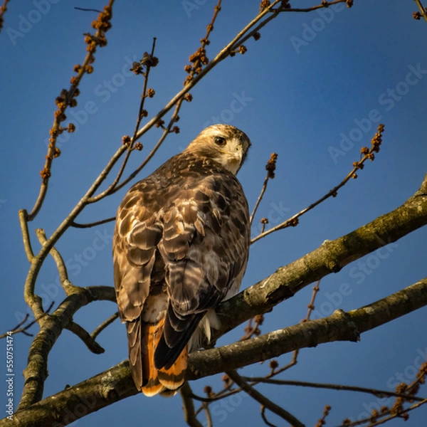 Fototapeta red tailed hawk looking back