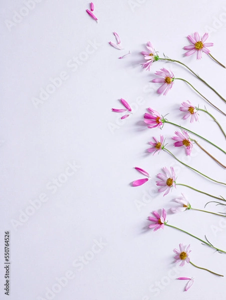 Fototapeta galsang flower on the white background