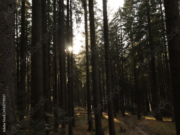Obraz path in the forest