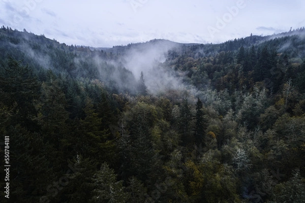Fototapeta Fog in the Trees