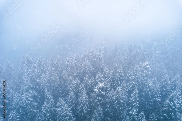 Fototapeta Trees Covered in Snow