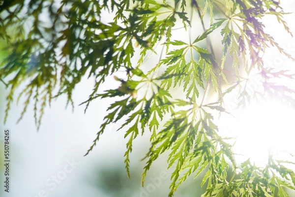 Fototapeta Green Leaves in Sun