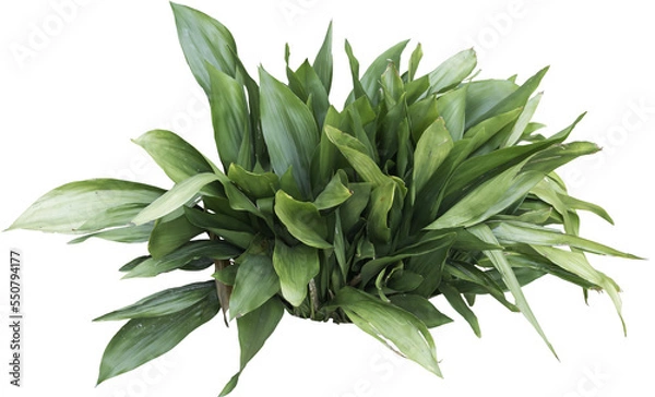 Obraz Izolowane wycięcie PNG przedstawiające roślinę na przezroczystym tle