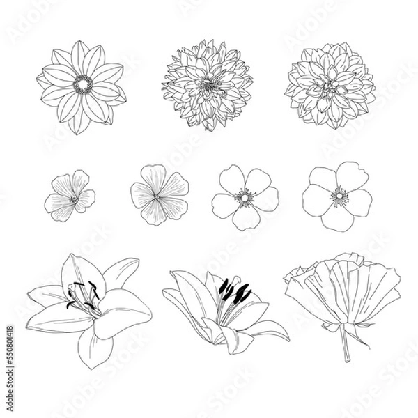 Fototapeta Garden flower set: dahlia, dogrose, lily. Line art, outline silhouette. Vector illustration.