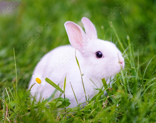 Fototapeta A small white rabbit sitting on green grass with a chamomile flower nearby. New year 2023 - year of the rabbit