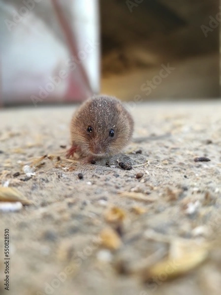 Obraz squirrel in the zoo