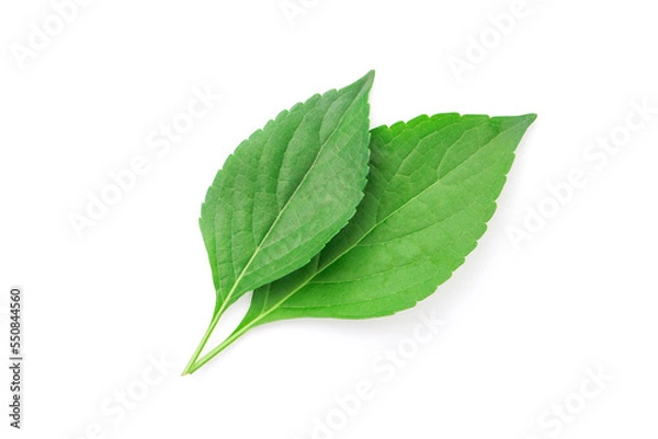 Obraz Tree Basil (Ocimum gratissimum) isolated on white background , top view , flat lay.