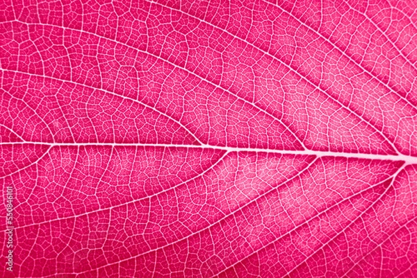 Fototapeta leaf detailed texture super close up macro In Color of the year 2023 vibrates with vim and vigor magenta