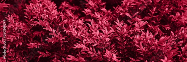 Fototapeta Blurred background. Trendy color 2023. Viva magenta color background.