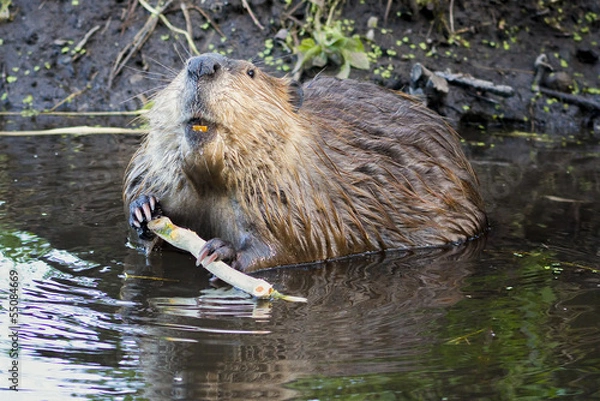 Obraz Beaver in the Tetons
