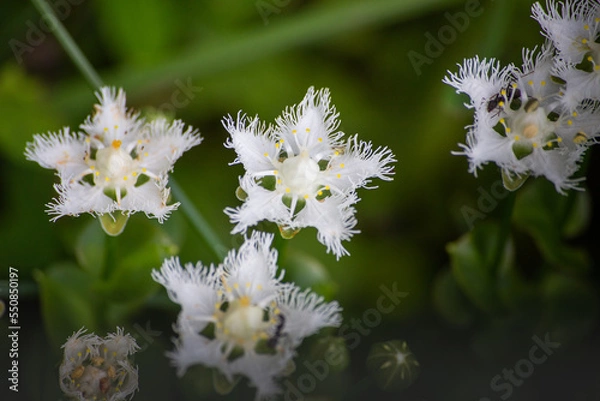 Obraz シラヒゲソウ