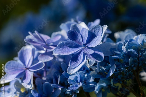 Obraz アジサイ