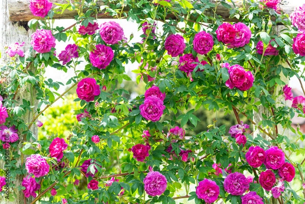 Obraz Purple Roses in Bloom