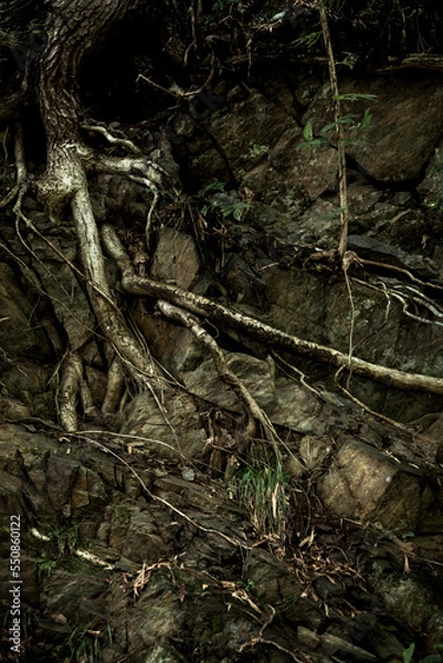 Obraz 岩場を這う木の根