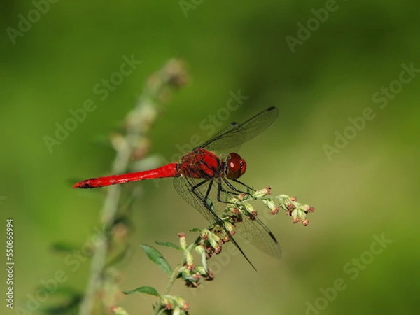 Fototapeta 赤トンボ