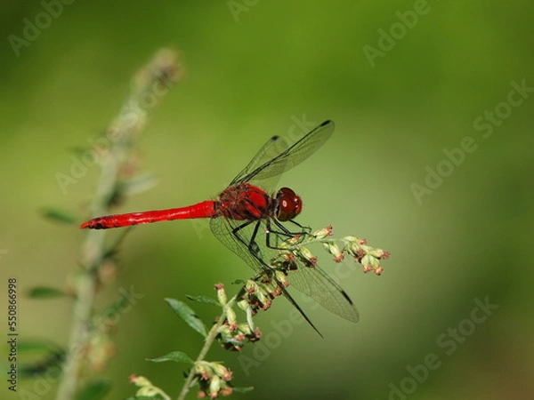 Fototapeta 赤とんぼ