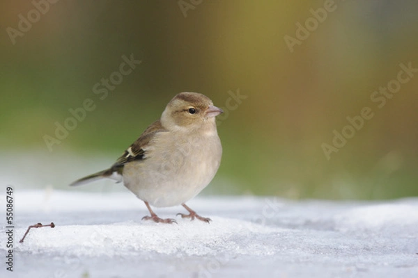 Obraz Chaffinch, Fringilla coelebs