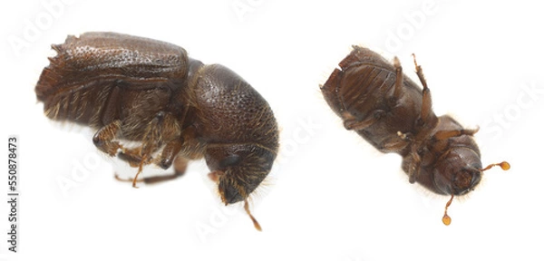 Fototapeta Larger eight-toothed European spruce bark beetle, Ips typographus isolated on white background, this insect is a major pest on spruce trees