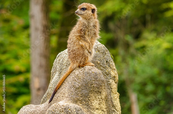 Obraz Erdmännchen auf Wachposten