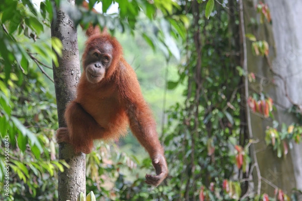 Fototapeta Młody Orangutan