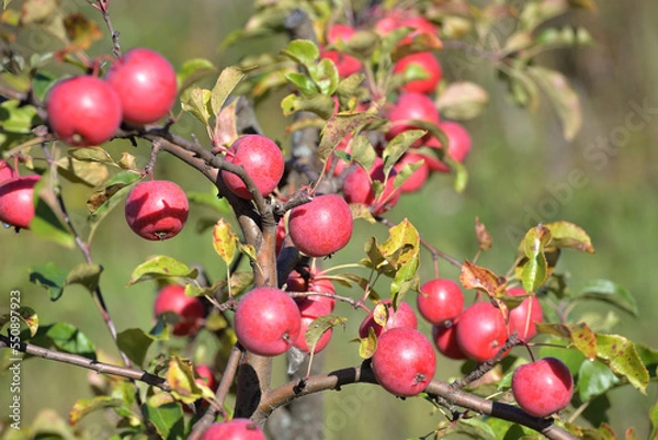 Obraz Ripe burgundy Kerr Chinese apples on tree branch in garden