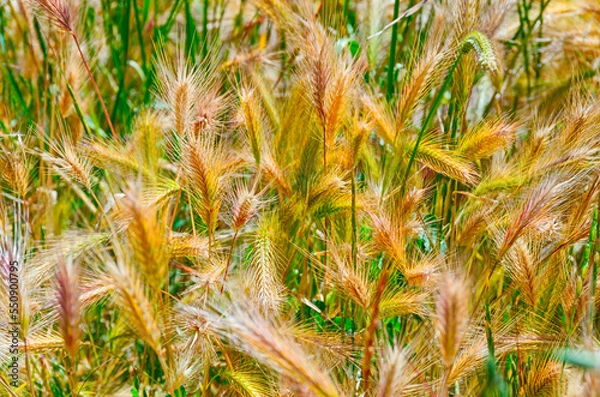 Fototapeta Happy combination