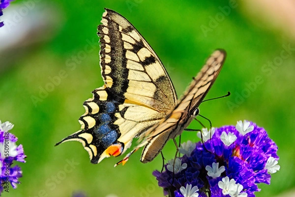 Fototapeta butterfly on a flower