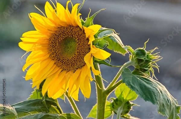 Fototapeta Sunflower