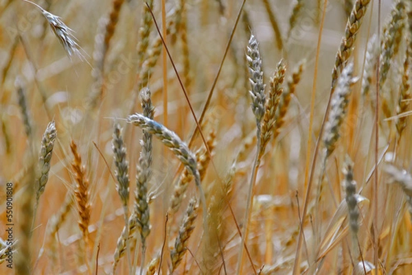 Fototapeta golden wheat field
