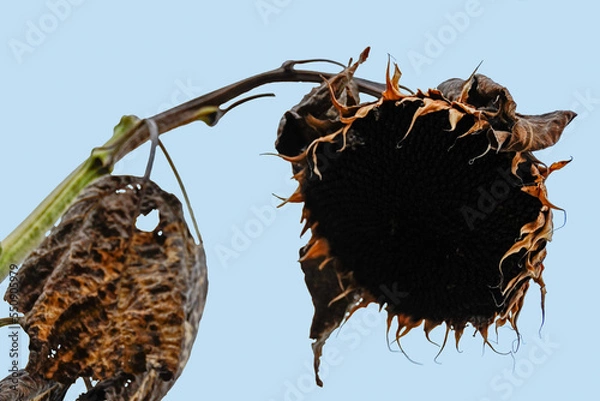 Fototapeta Sunflower