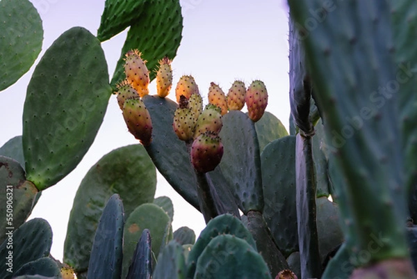 Fototapeta cactus