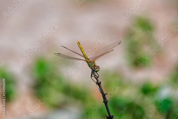 Fototapeta dragonfly on a branch
