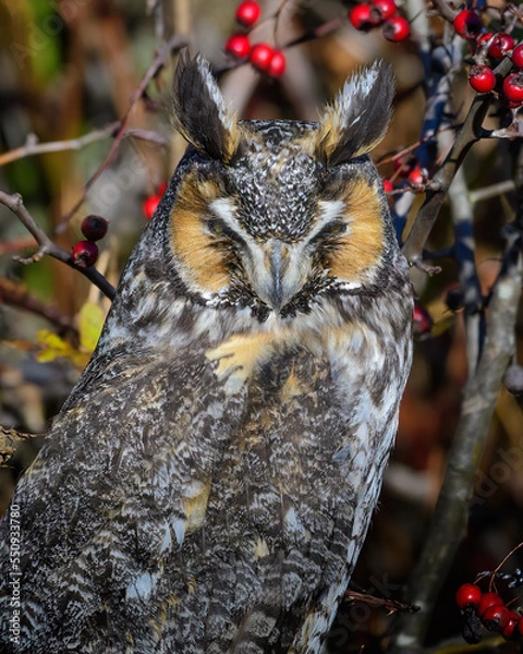Fototapeta Long-eared Owl