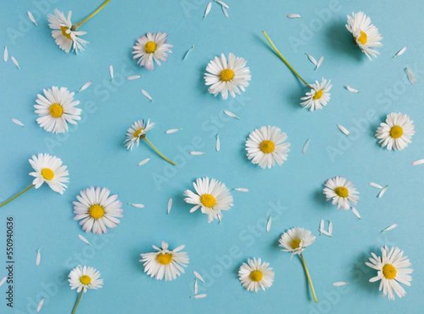 Fototapeta Daisy pattern. Flat lay spring and summer flowers and white petals on a pastel blue background. Top view minimal concept.