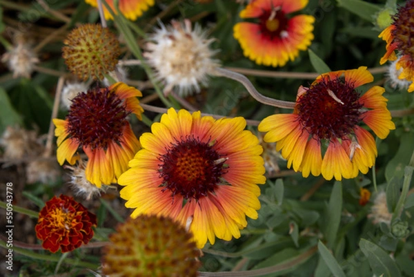Fototapeta Fleur du jardin