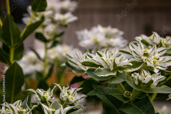 Obraz Fleurs blanches