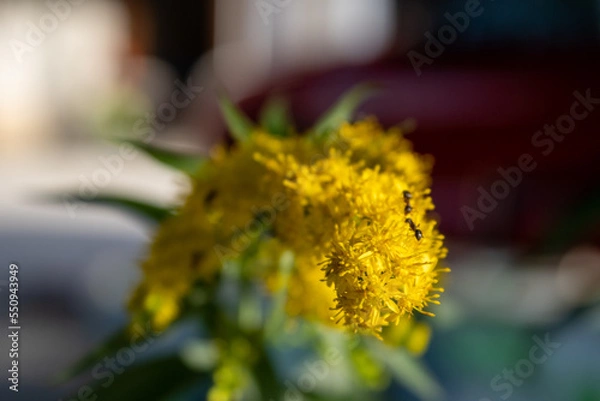 Obraz Fourmi sur fleur