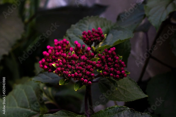 Obraz Bouton de fleur